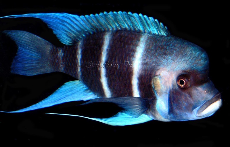 Cyphotilapia gibberosa 'Bismarck'